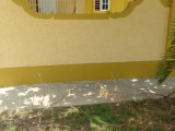 Passagefort, St. Catherine, Jamaica - House for Lease/rental